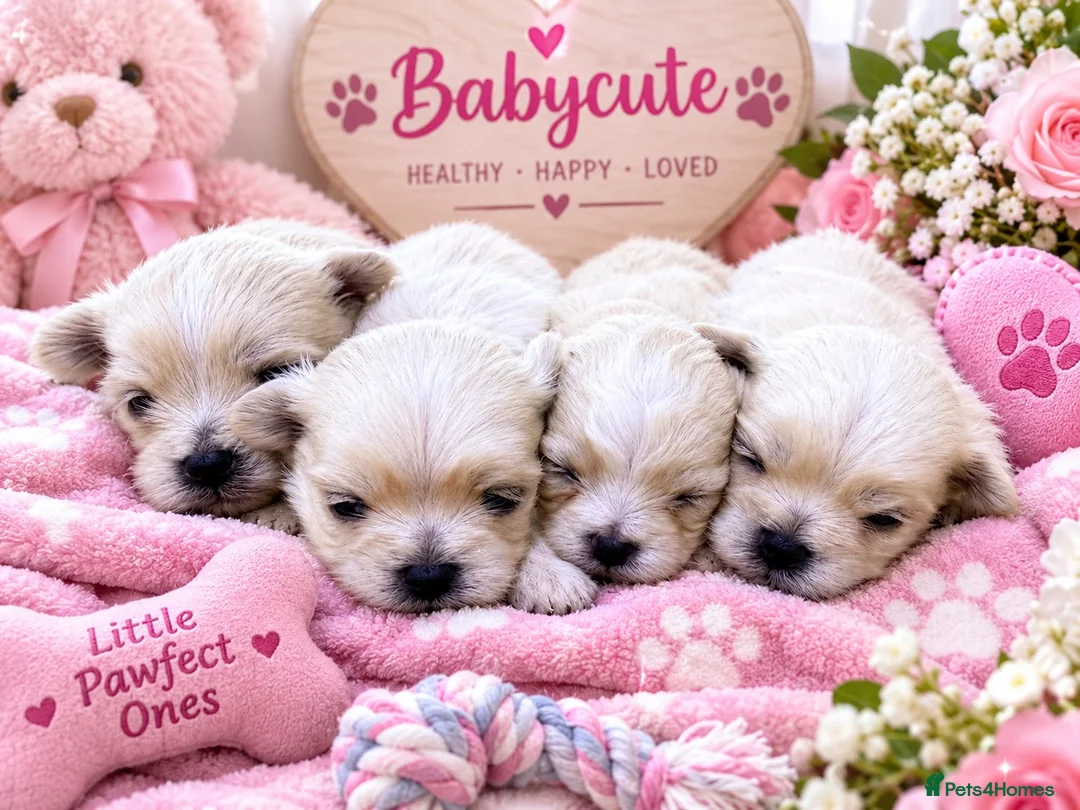 Maltipoo dogs for sale: 🐾💕 GORGEOUS TINY MALTIPOO PUPPIES 💕🐾 - Advert 2