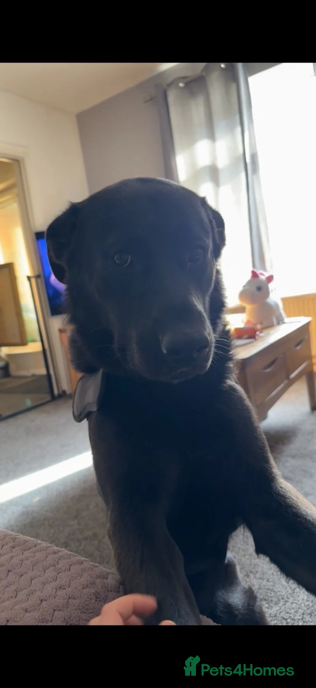Sheprador dogs for sale: Free for the right home , please read!! in Luton - Advert 1