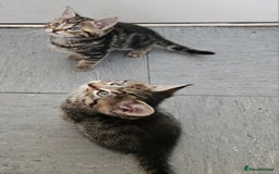 Mixed Breed cats for sale: Beautiful tabby kittens  - Image 3