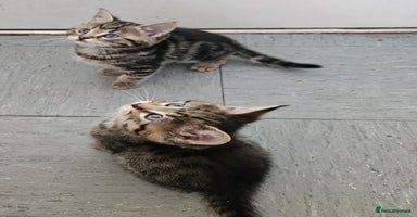 Mixed Breed cats - Advert 10