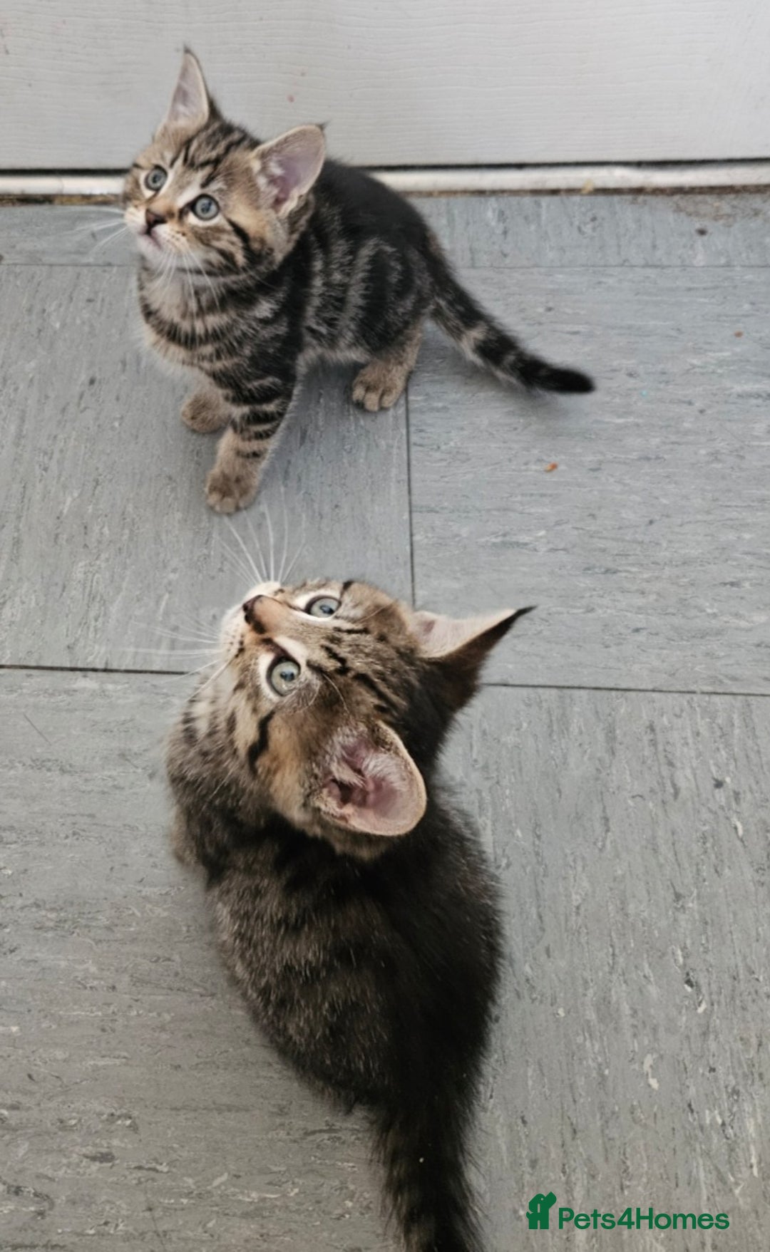 Mixed Breed cats for sale: Beautiful tabby kittens  - Image 3