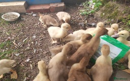 Ducks poultry for sale: Unsexed muscovy ducklings for sale - Image 4