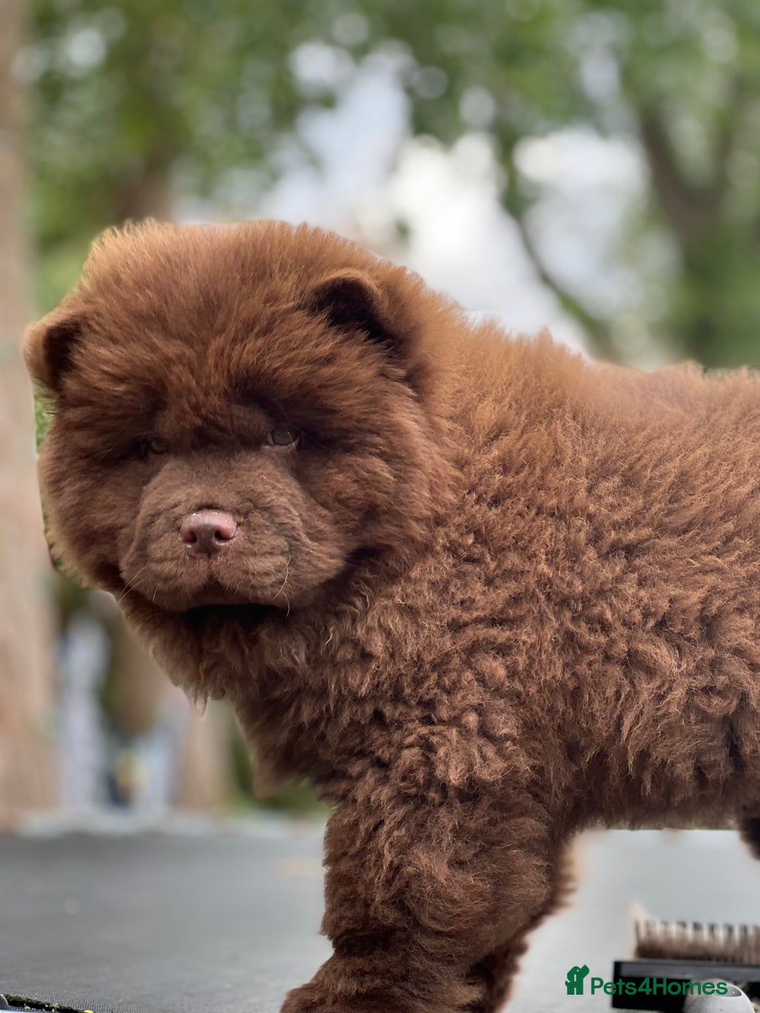 Chow Chow dogs for sale: Mr chow  - Image 6