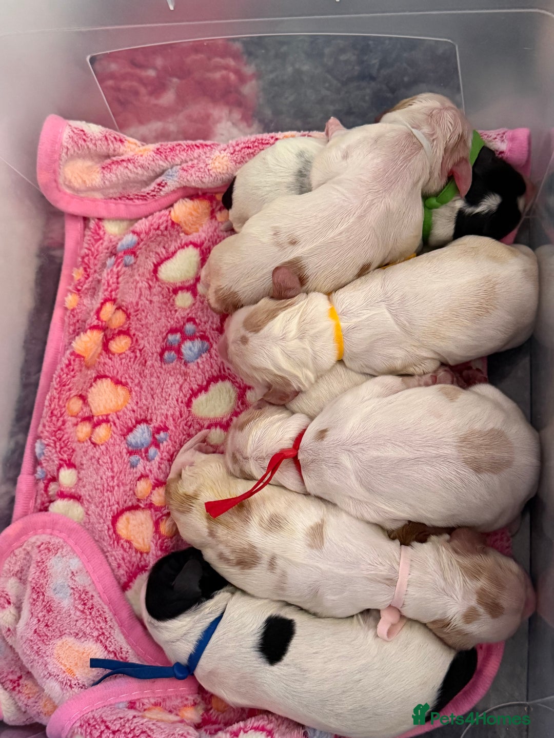 Cocker Spaniel dogs for sale: KC Registered & Fully DNA tested  - Advert 3