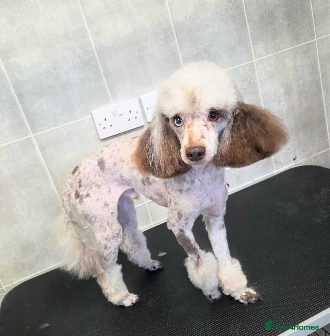 Toy Poodle dogs for stud: Chocolate Merle poodle for stud.  - Advert 1