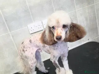 Toy Poodle dogs Chocolate Merle poodle for stud. - Advert 14