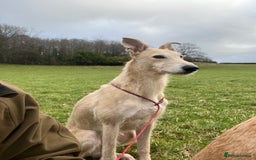 Lurcher dogs for stud: Bedlington x greyhound stud proven  - Advert 5