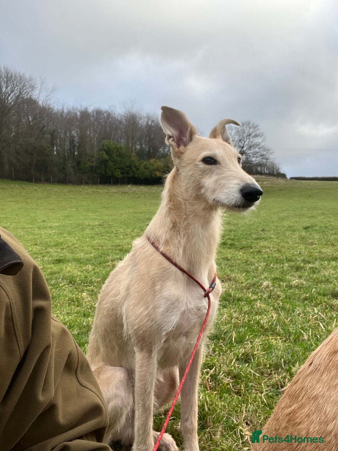 Lurcher dogs for stud: Bedlington x greyhound stud proven  - Advert 5