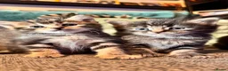 Mixed Breed cats for sale: Stunning kittens 🐈‍⬛ - Advert 4