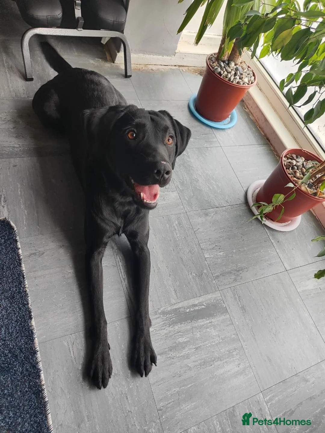 Labrador Retriever dogs for sale: Labrador Boy “Onix” Looking for His Forever Home - Advert 1