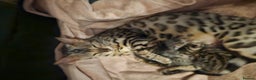 Bengal cats for sale: Pure breed bengal kittens  - Advert 5