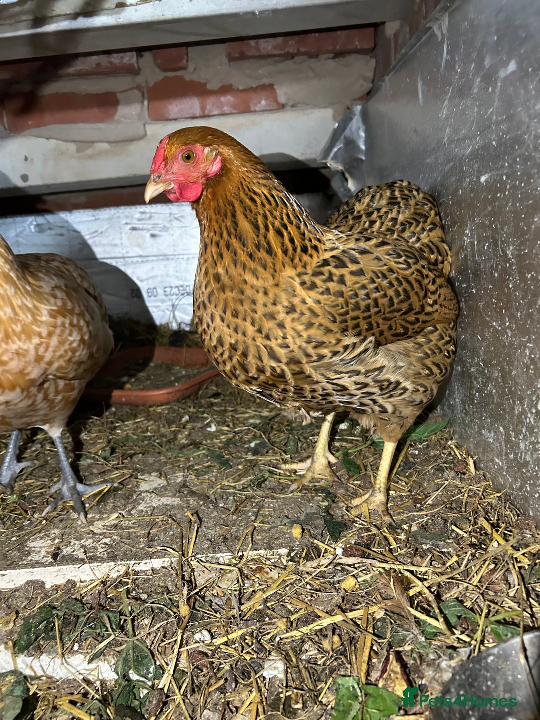 Chickens poultry for sale: Two young hens for sale - Image 2