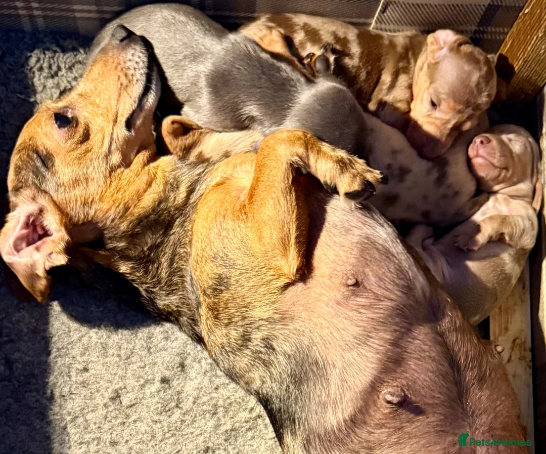 Miniature Dachshund dogs for sale: Miniature Dachshund Puppies  - Advert 2