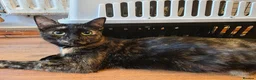 Mixed Breed cats for sale: 4 beautiful kittens  - Advert 1