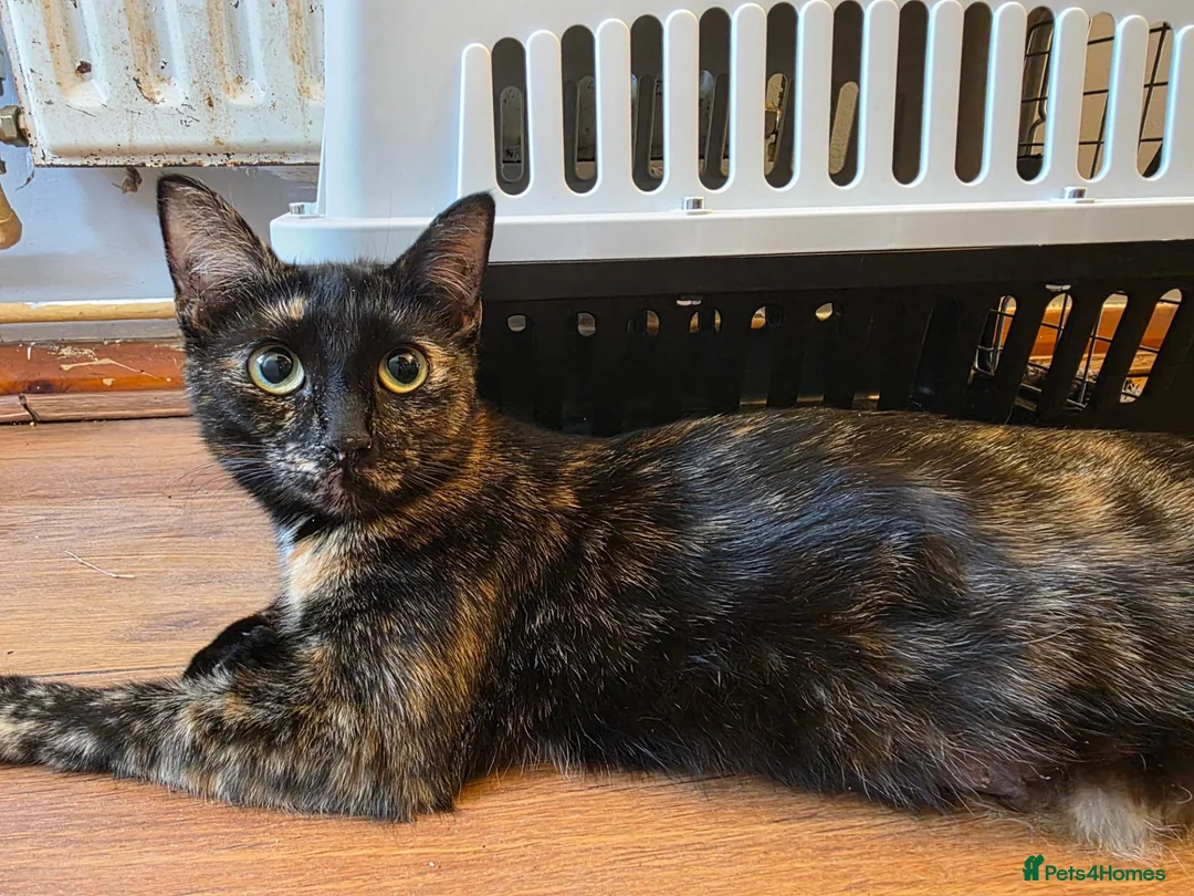 Mixed Breed cats for sale: 4 beautiful kittens  - Advert 1