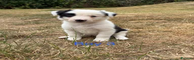 Border Collie boy 3