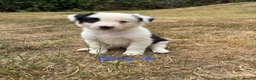 Border Collie dogs for sale: Border collie puppies for sale  in Montgomery - Advert 11
