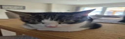Domestic Shorthair cats for sale: 2 adorable little kittens ready for new homes - Advert 3