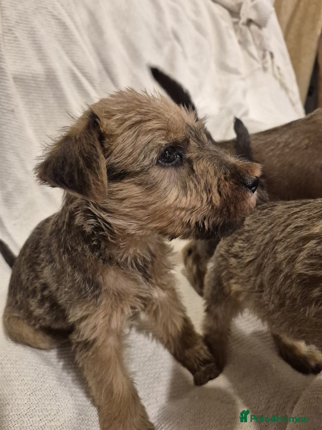 Irish Terrier dogs for sale: Home raised Irish terrier  - Image 3