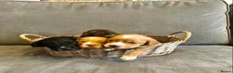 Cockapoo dogs for sale: A litter of beautiful cockapoos in Manchester - Advert 19