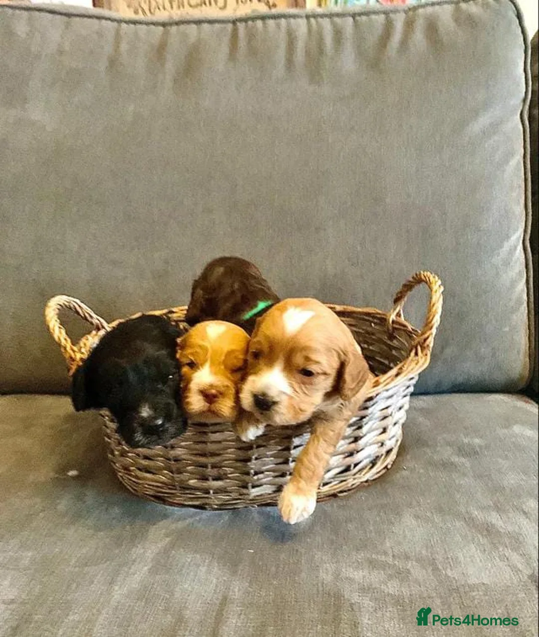 Cockapoo dogs for sale: A litter of beautiful cockapoos in Manchester - Advert 19