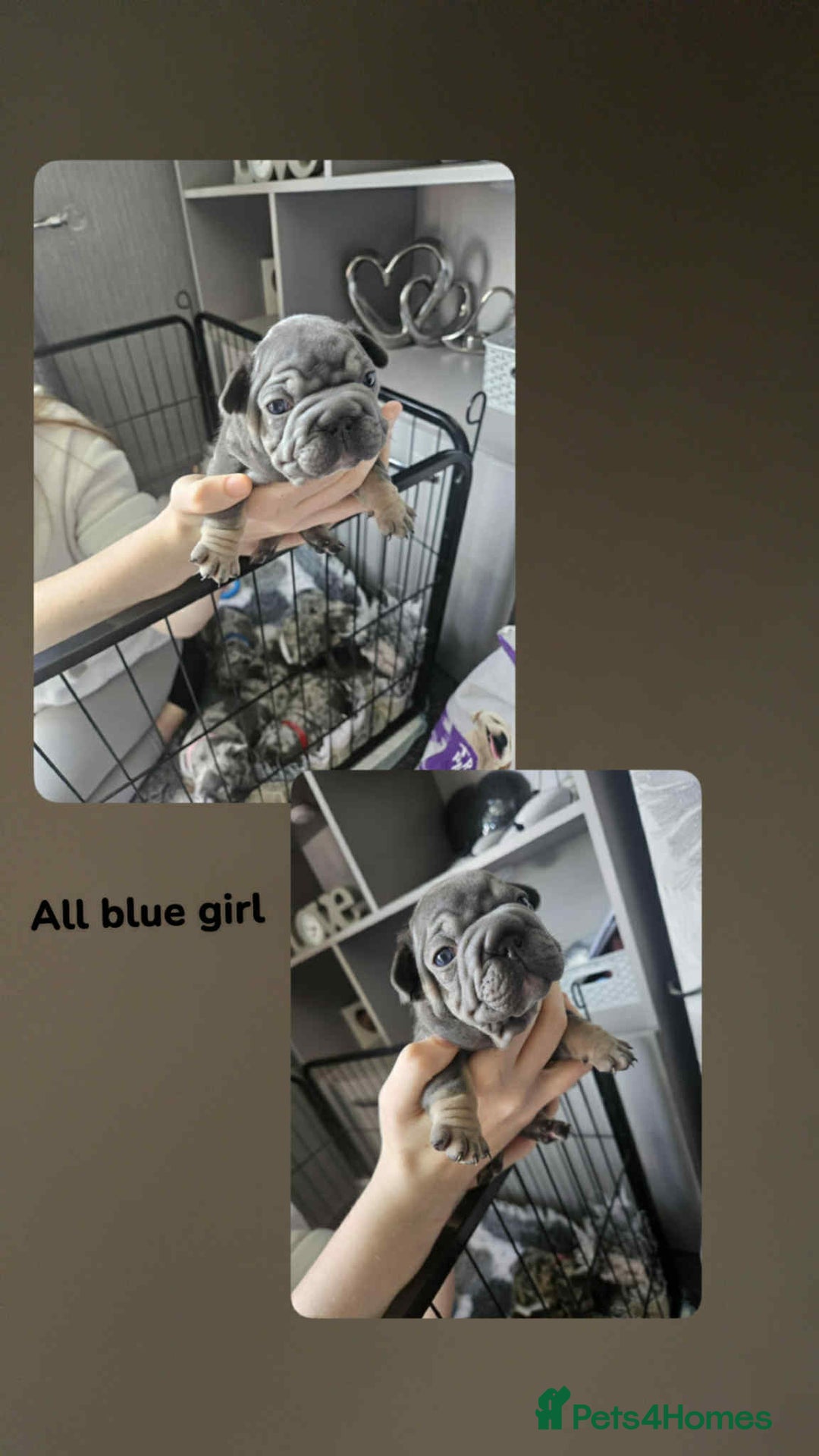 French Bulldog dogs for sale:  Beautiful french bulldog puppies for sale - Image 4