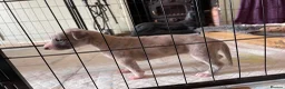 Whippet dogs for sale: Beautiful Whippet puppy's for sale - Advert 20
