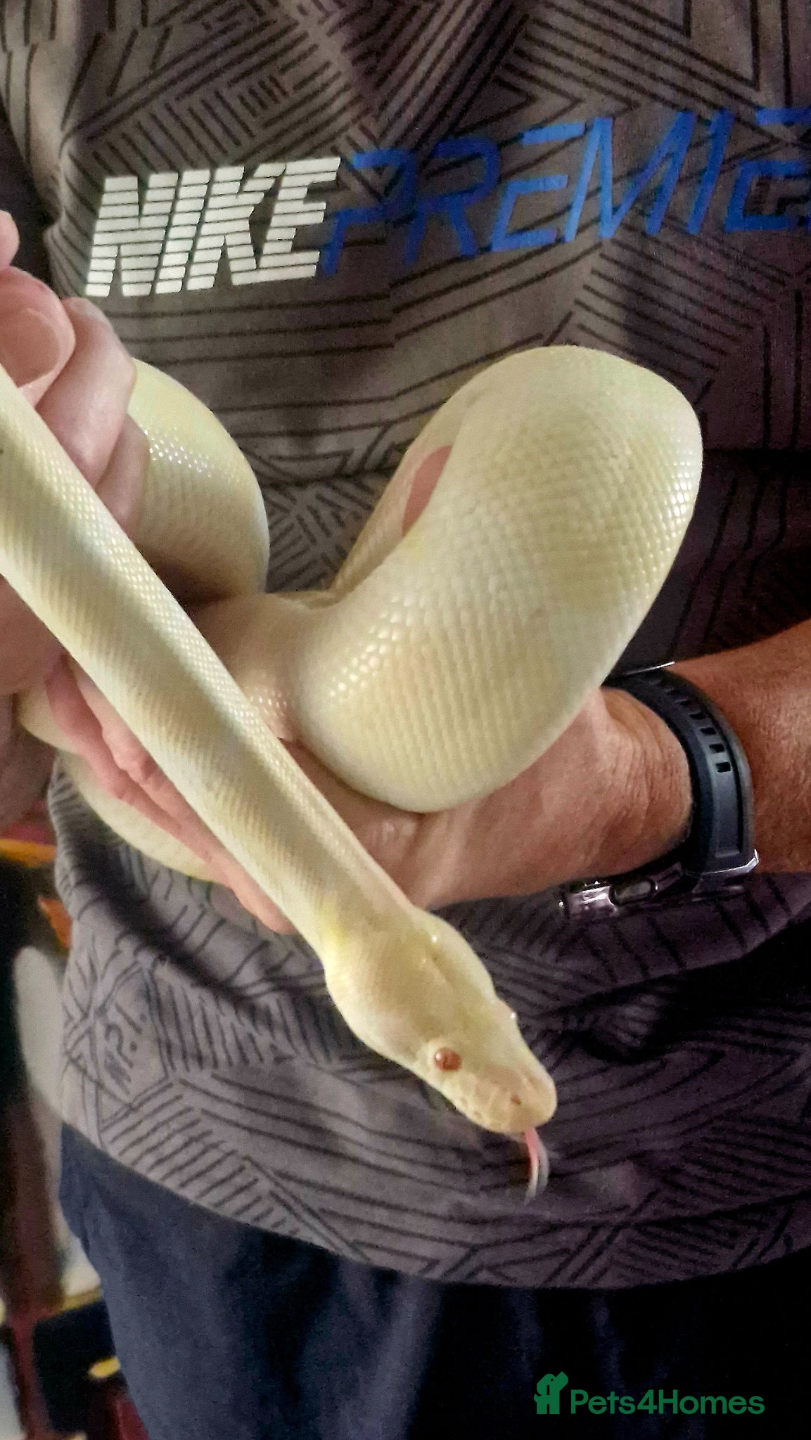 Python Snake reptiles Royal Python - Albino  - Advert 2