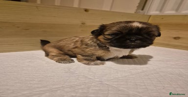 Shih Tzu dogs - Advert 8