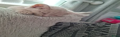 Kitten 7