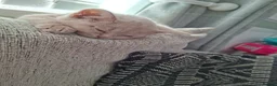 British Shorthair cats for sale: READY NOW :) beautiful female british shorthair  - Advert 25