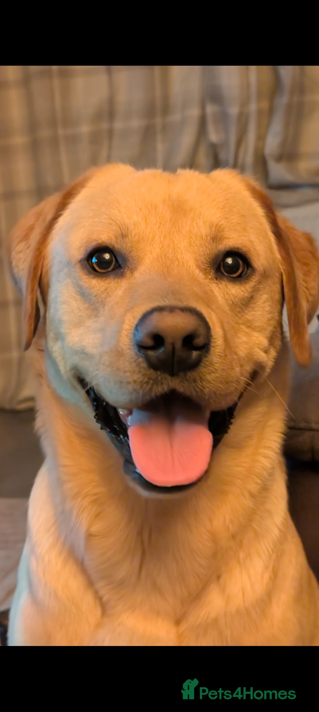 Labrador Retriever dogs for sale: Parker - Advert 1