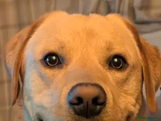 Labrador Retriever dogs Parker - Advert 8