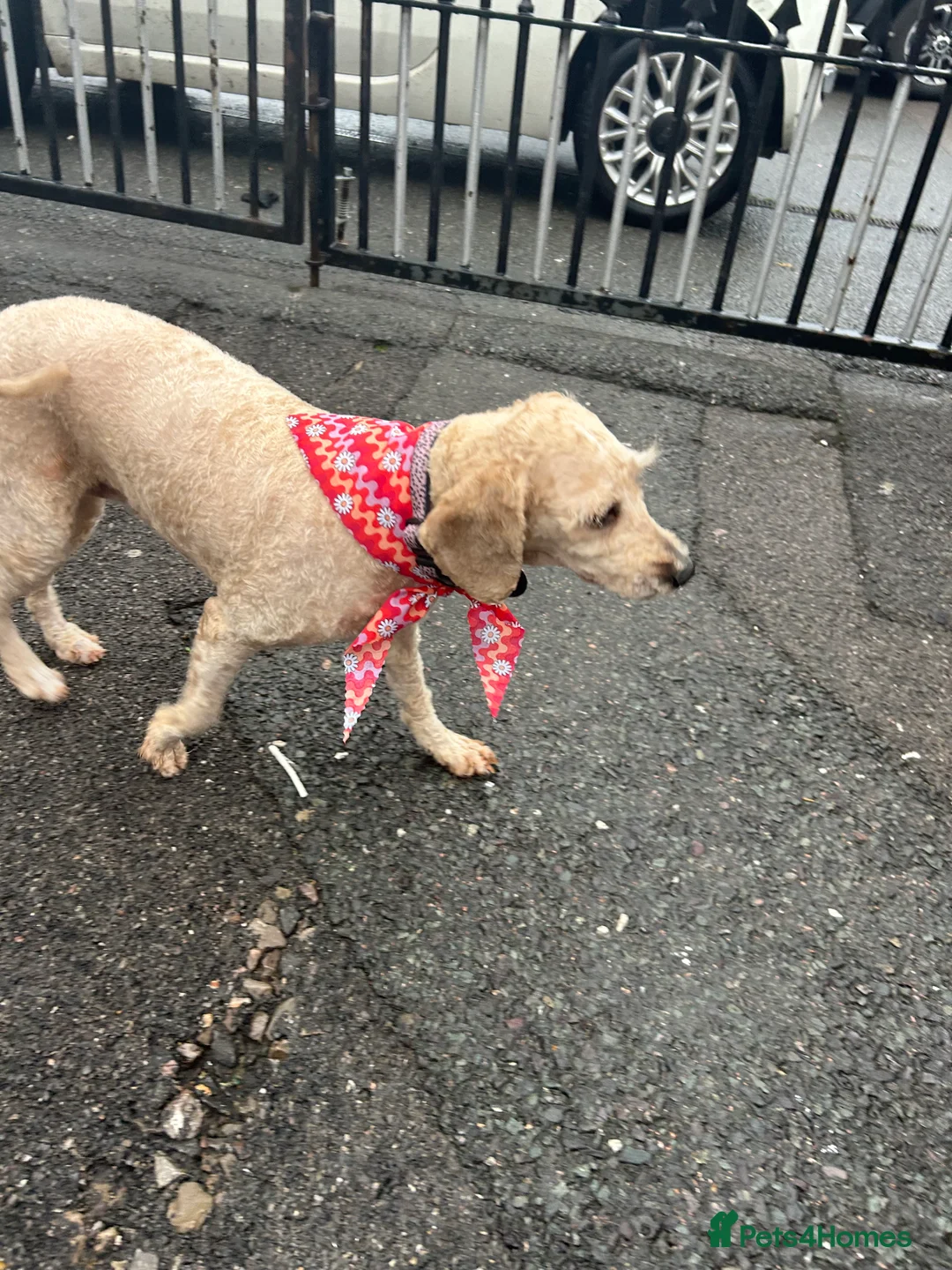 Cavapoo dogs for sale: Adventures of a curly cavapoo no further  - Advert 2