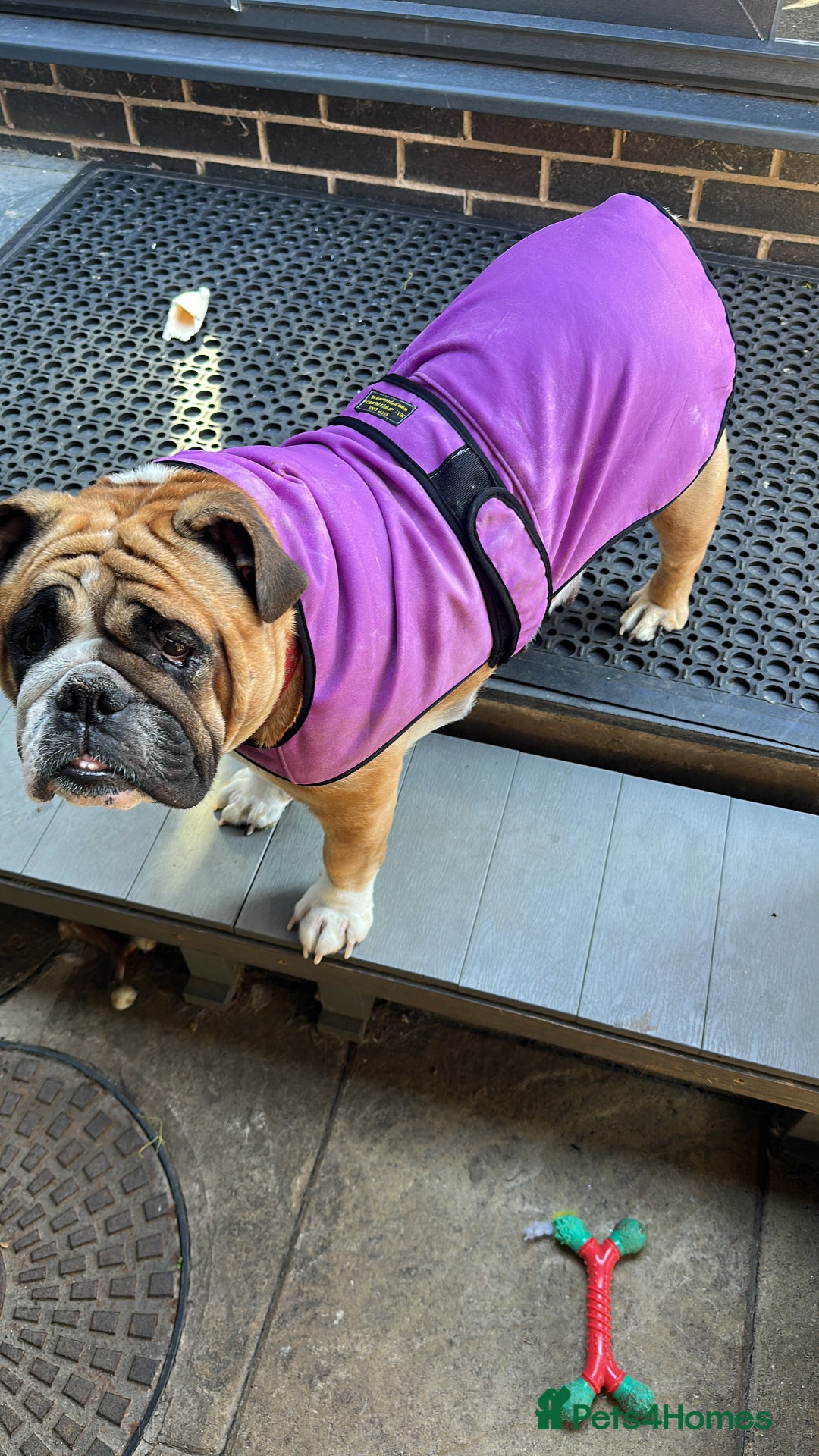 English Bulldog dogs for sale: KC REG AMAZING LITTER OF BRITISH BULLDOGS - Image 6