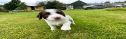 English Springer Spaniel dogs for sale: Stunning KC registered Springer Spaniel pups in Grantown-on-Spey - Advert 8