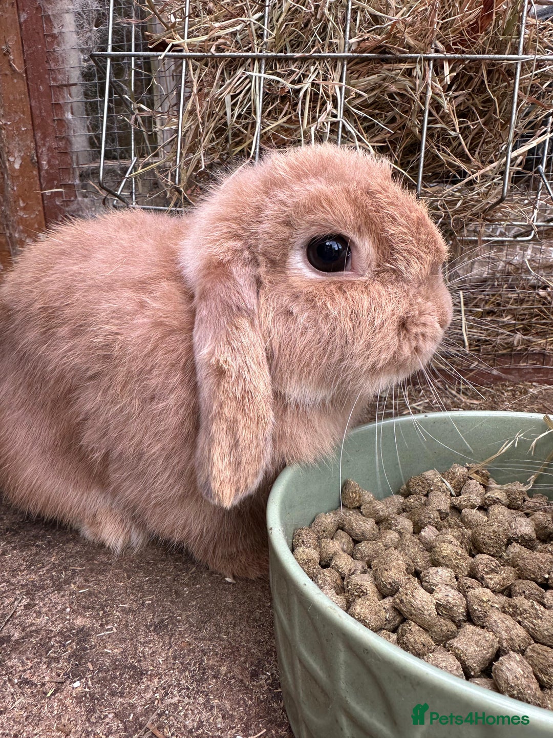 Mini Lop rabbits for sale: Two bonded bunnies - Image 3