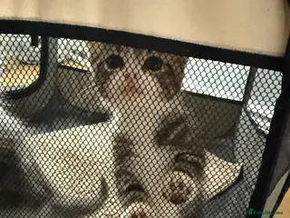 Mixed Breed cats Playful kittens 🐱 🩷9 weeks - Advert 15