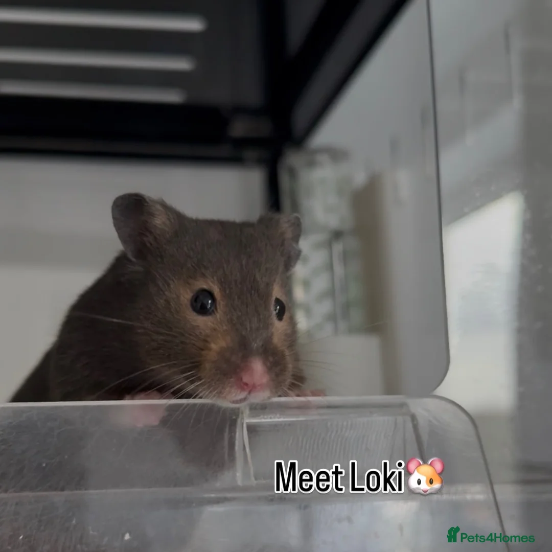 Hamster rodents for sale: Hamsters for Adoption🐹 - Advert 3