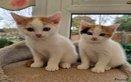 Mixed Breed cats for sale: Adorable Kittens Ready for Their Forever Homes!  - Image 1