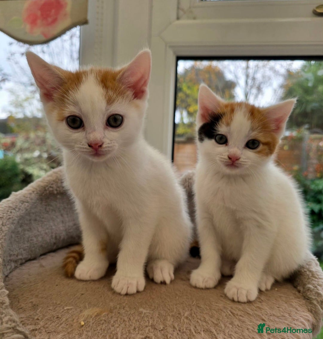 Mixed Breed cats for sale: Adorable Kittens Ready for Their Forever Homes!  - Image 1