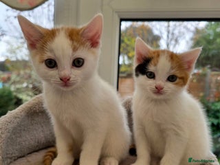 Mixed Breed cats for sale - Advert 1