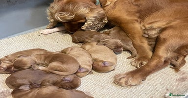 Cockapoo dogs - Advert 8