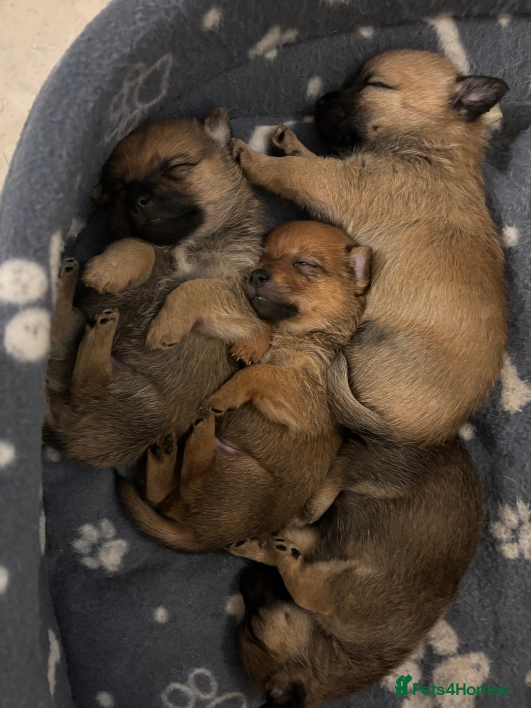 Mixed Breed dogs for sale: Jackaranian puppies - Advert 9