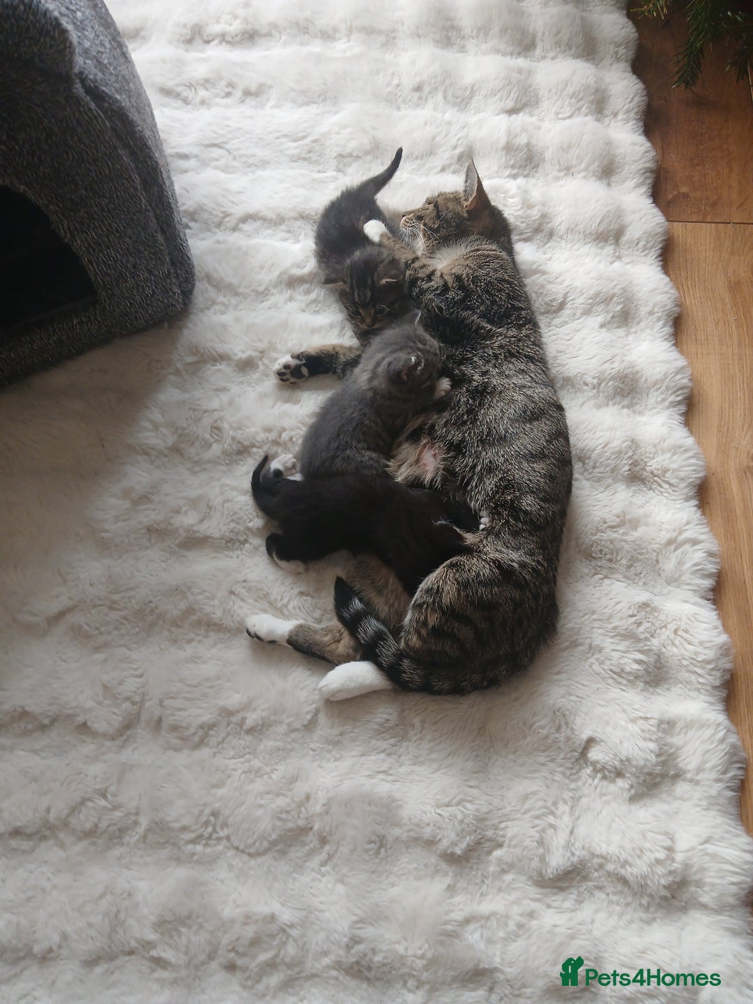 Mixed Breed cats for sale: Mixed breed kittens - Advert 9