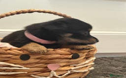 Mixed Breed dogs for sale: Yorkshire terrier x jack Russel  - Image 6
