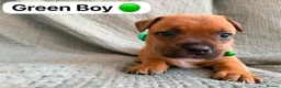 Staffordshire Bull Terrier dogs for sale: Stunning Red Staffordshire Bull Terrier Puppies - Advert 10