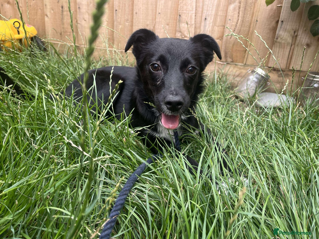 Mixed Breed dogs for adoption: 🍪Cookie🍪 for adoption, fostered in GLOUS - Image 1