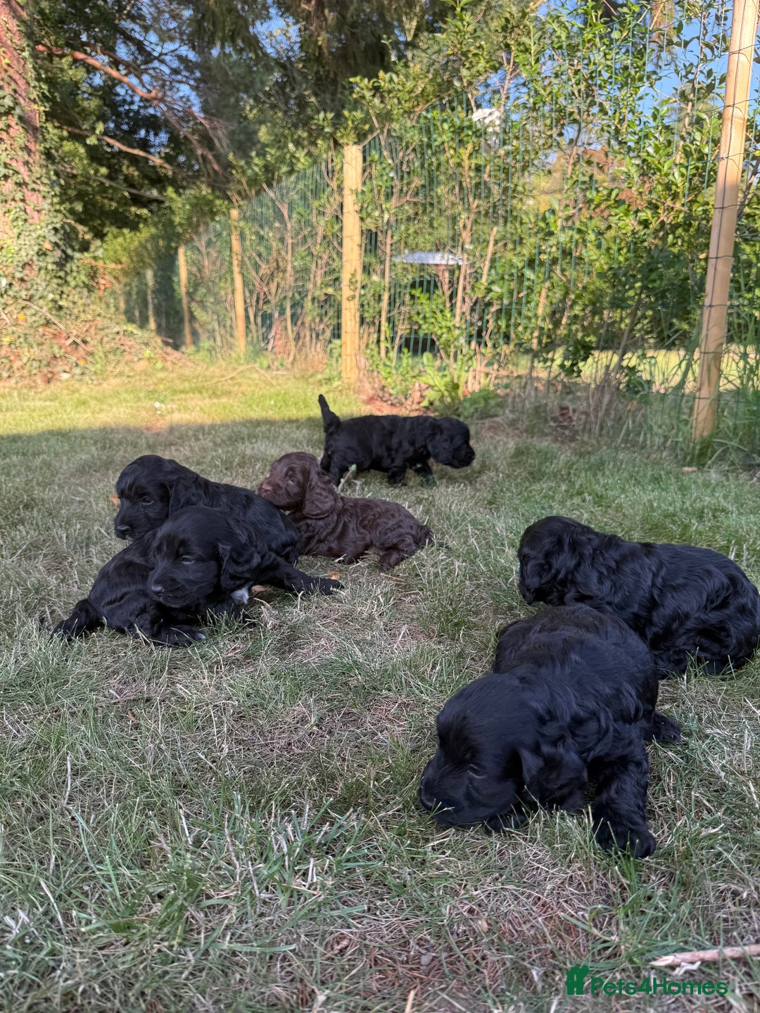 Cockapoo dogs for sale: F1 Cockapoo Puppy’s  - Image 5