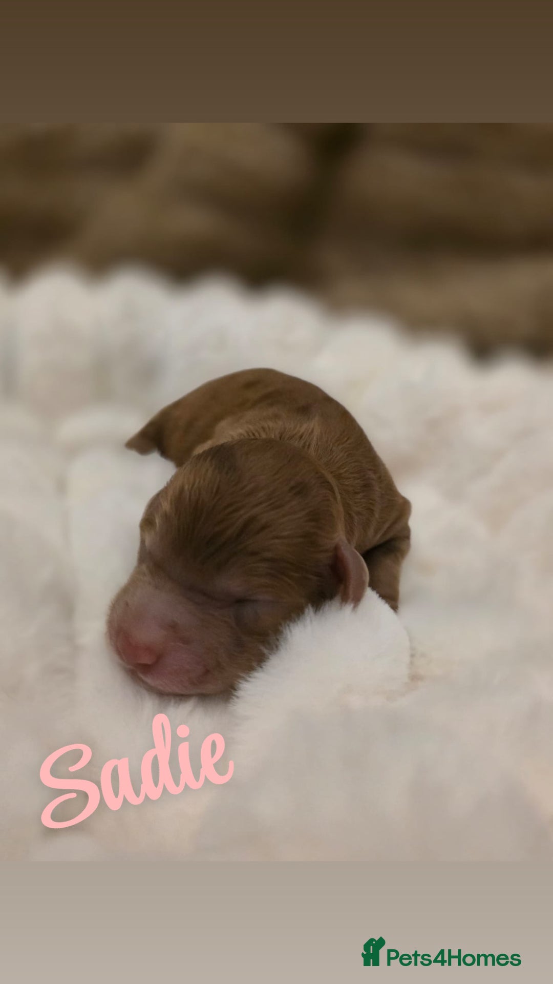 Cockapoo dogs for sale: 🤍 Beautiful F3 Multigen Cockapoo Puppies🤍 - Advert 4